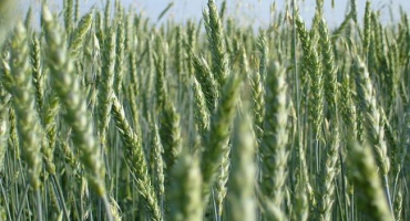 Popis a charakteristika pšenice odrůdy iren, pravidla výsadby a péče